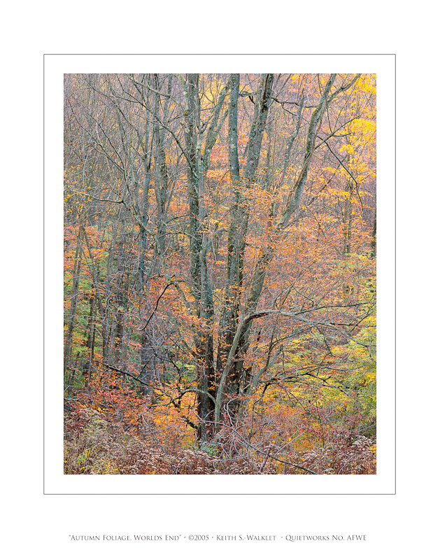 Autumn Foliage, Worlds End, 2005