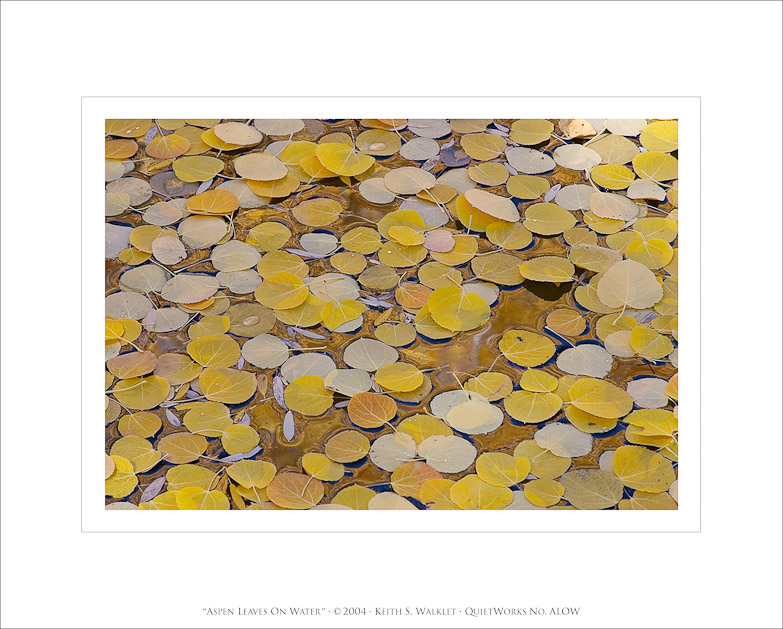 Aspen Leaves on Water, 2004