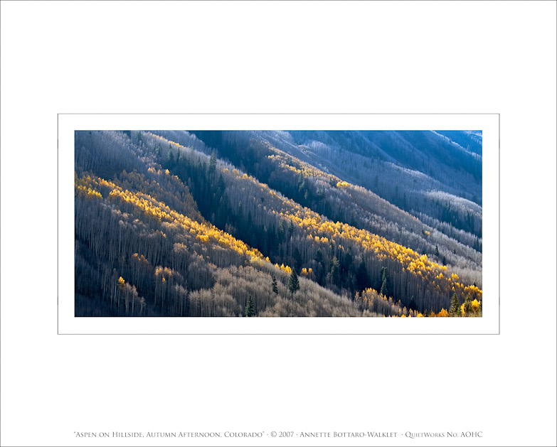 Aspen on Hillside, Autumn Afternoon, Colorado, 2007