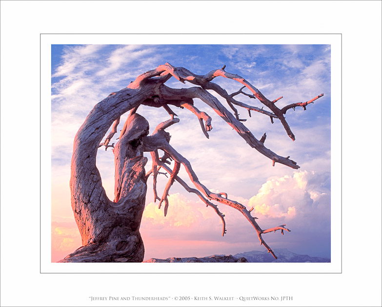 Jeffrey Pine and Thunderheads, 2005