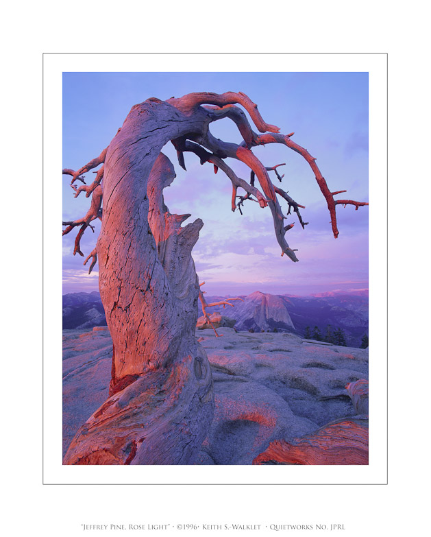 Jeffrey Pine, Rose Light, 1996