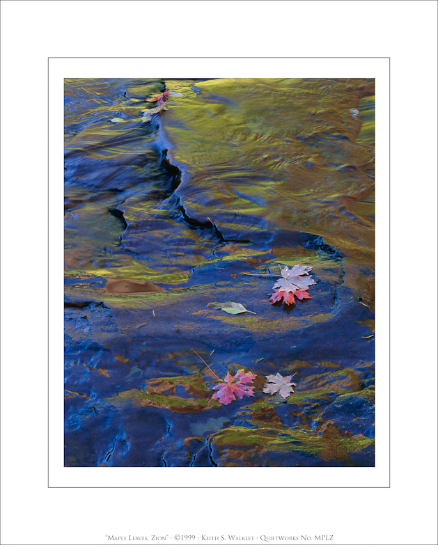 Maple Leaves, Zion, 1999