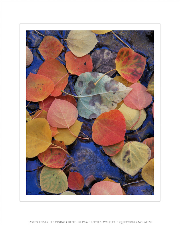 Aspen Leaves, Lee Vining Creek, 1996