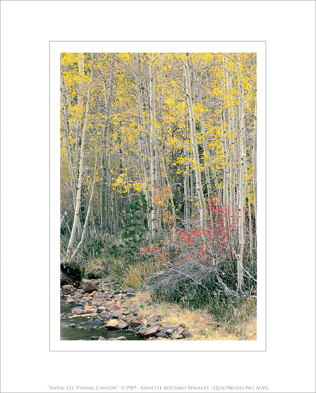 Aspen, Lee Vining Canyon, 1989