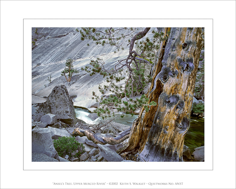 Ansel's Tree, Upper Merced River, 2002