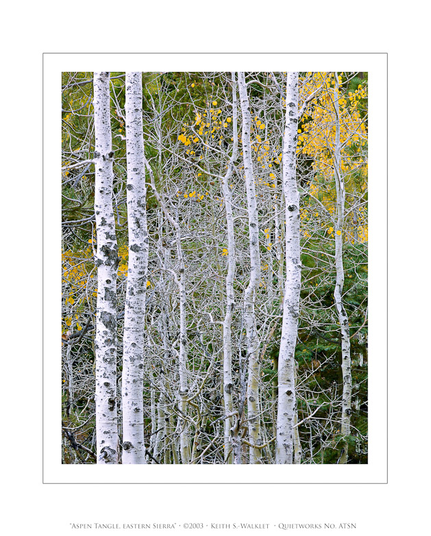 Aspen Tangle, Eastern Sierra, 2003