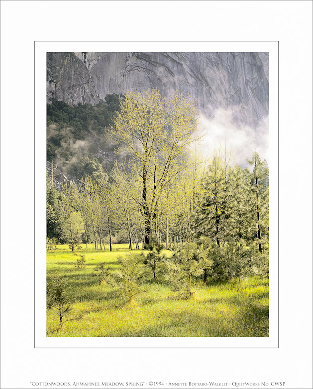 Cottonwoods, Ahwahnee Meadow, Spring, 1994