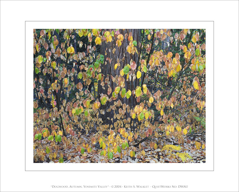 Dogwood, Autumn, Yosemite Valley, 2004