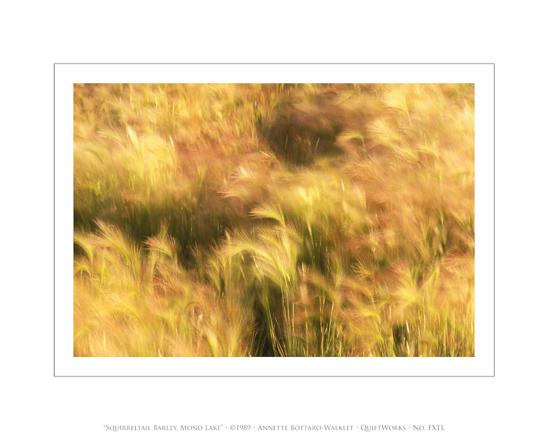 Squirreltail Barley, Mono Lake, 1989