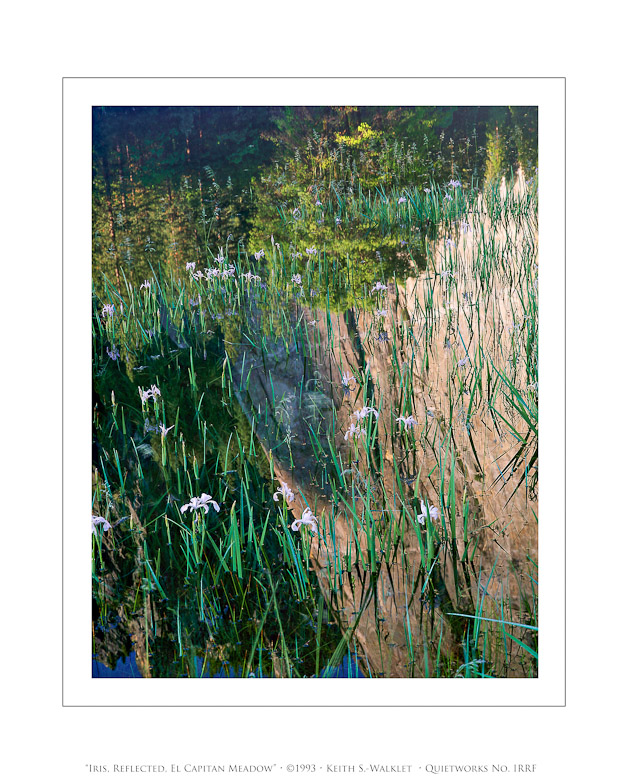 Iris Reflected, El Capitan Meadow, 1993