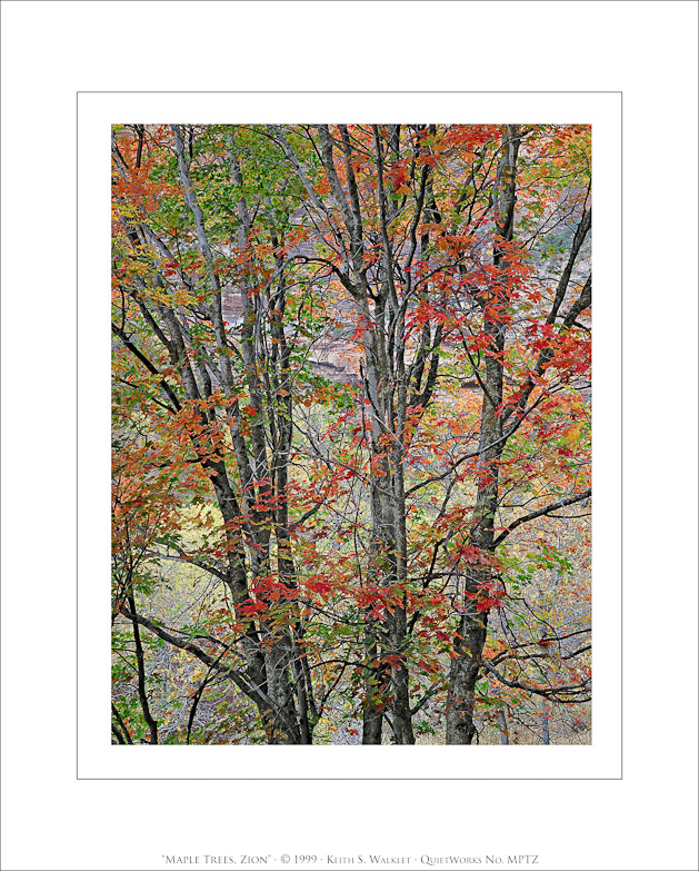 Maple Trees, Zion, 1999