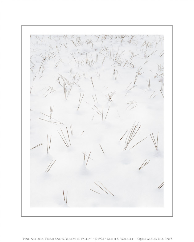 Pine Needles, Fresh Snow, Yosemite Valley, 1993