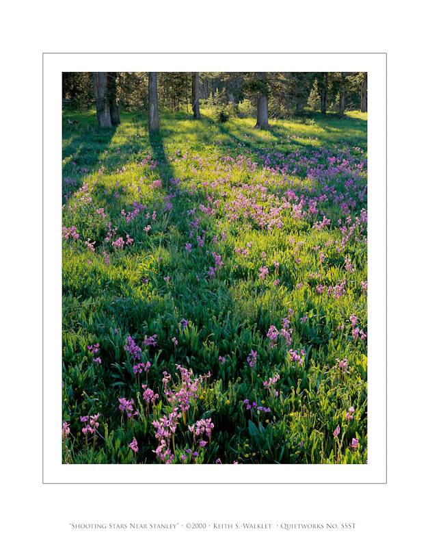 Shooting Stars Near Stanley, 2000