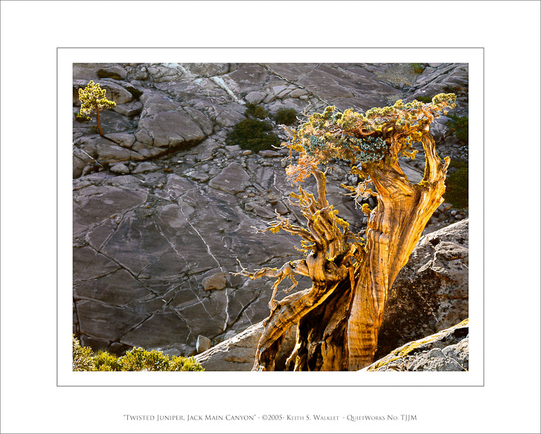 Twisted Juniper, Jack Main Canyon, 2005
