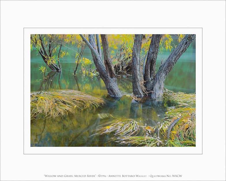 Willow and Grass, Merced River, 1996