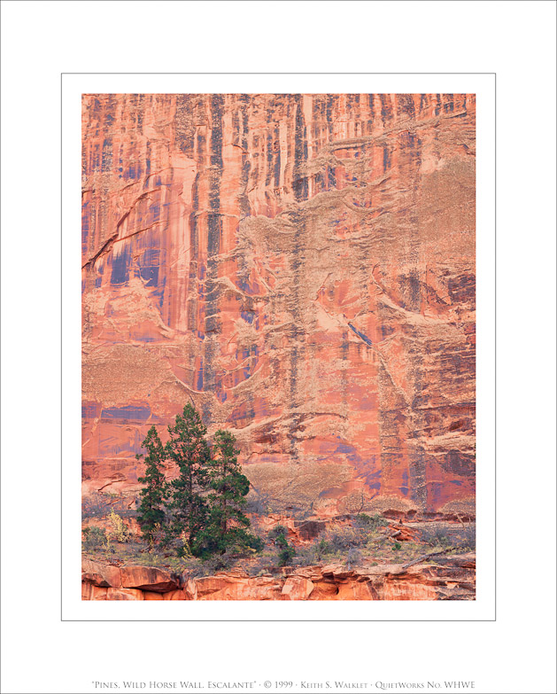Pines, Wild Horse Wall, Escalante, 1999