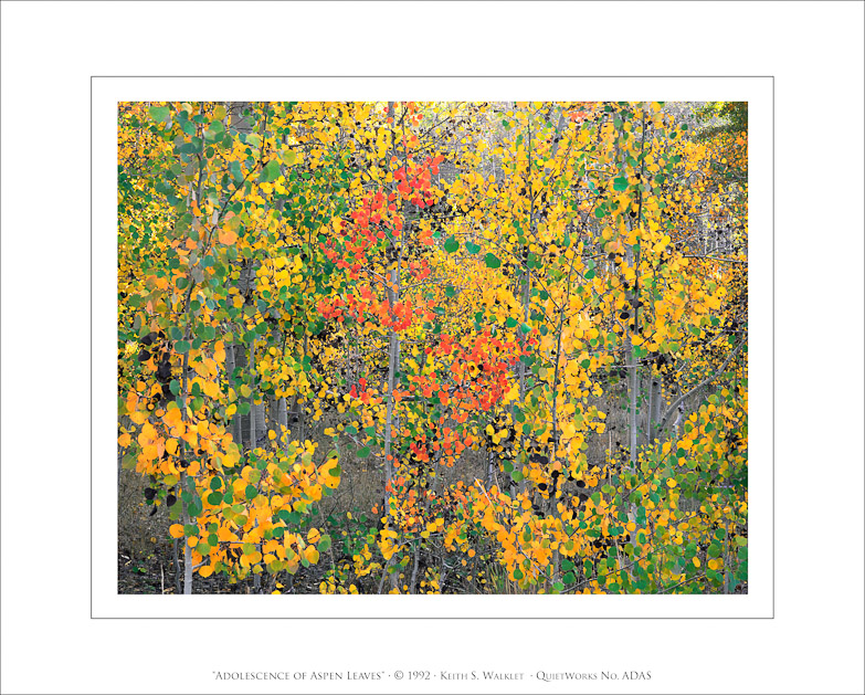 Adolescence of Aspen Leaves, 1992