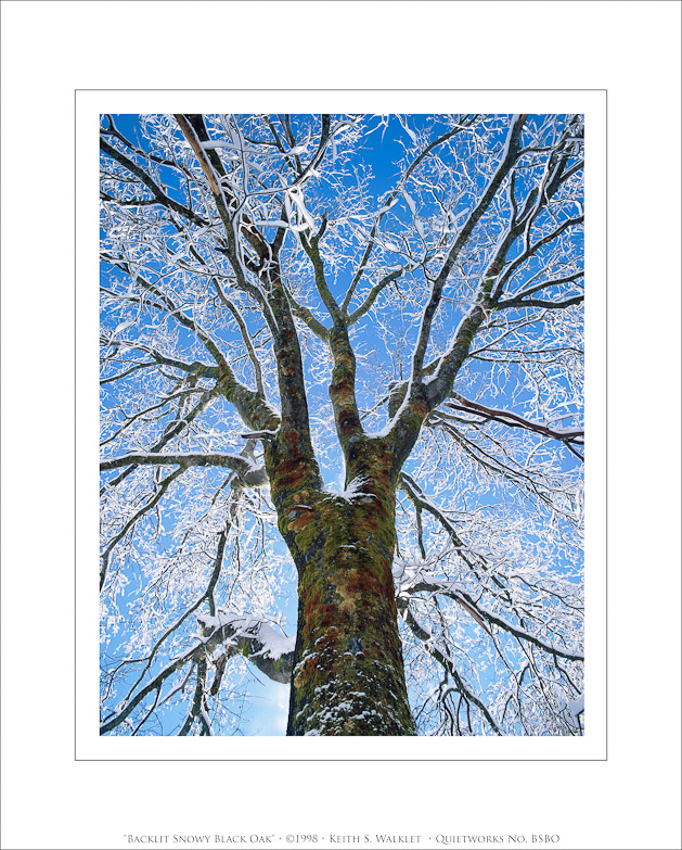 Backlit Snowy Black Oak, 1998