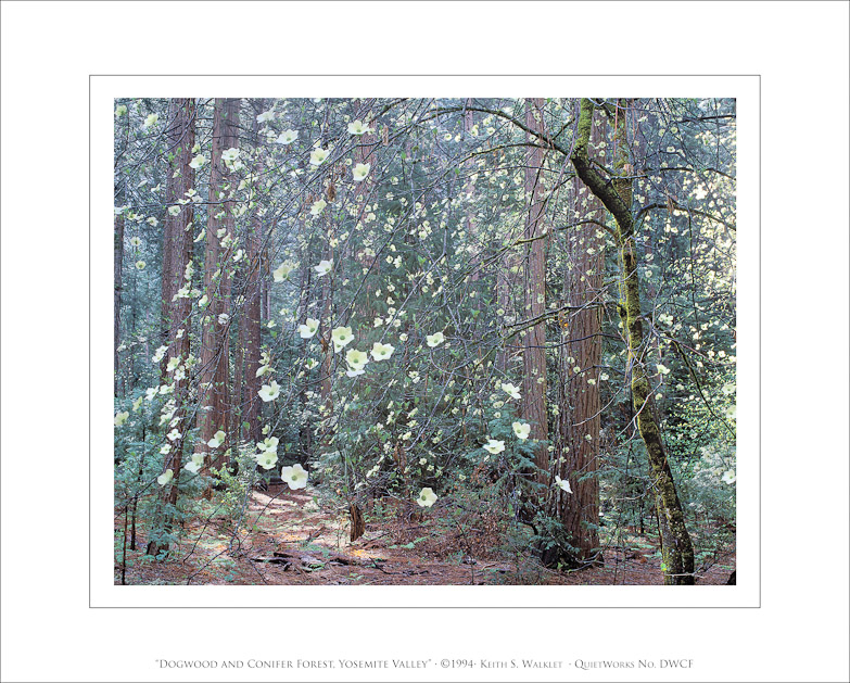 Dogwood and Conifer Forest, Yosemite Valley, 1994