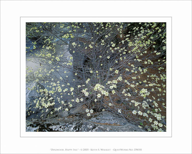 Dogwood, Happy Isle, 2005