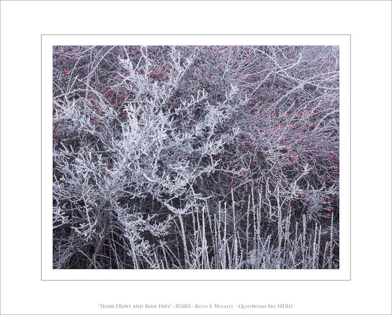 Hoar Frost and Rose Hips, 2003