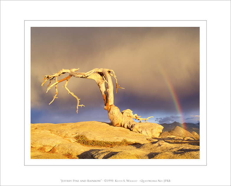Jeffrey Pine and Rainbow, 1995