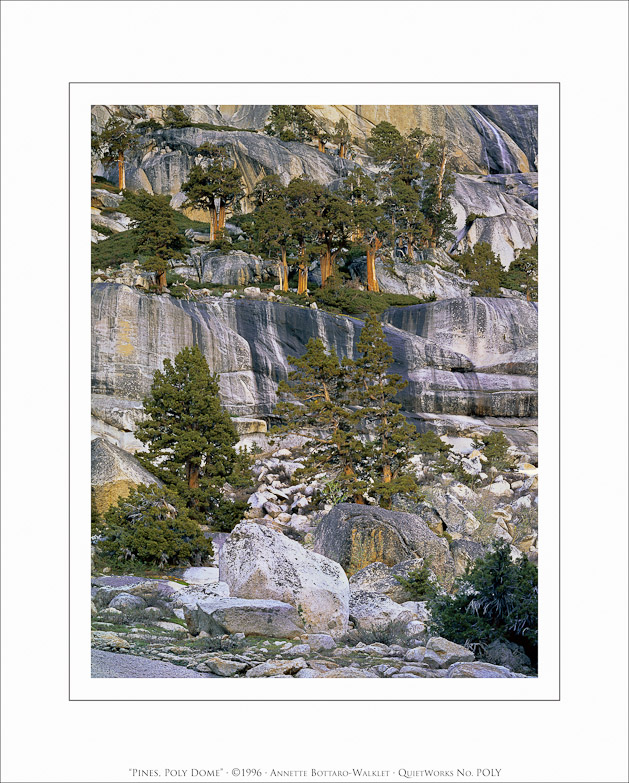 Pines, Poly Dome, 1996