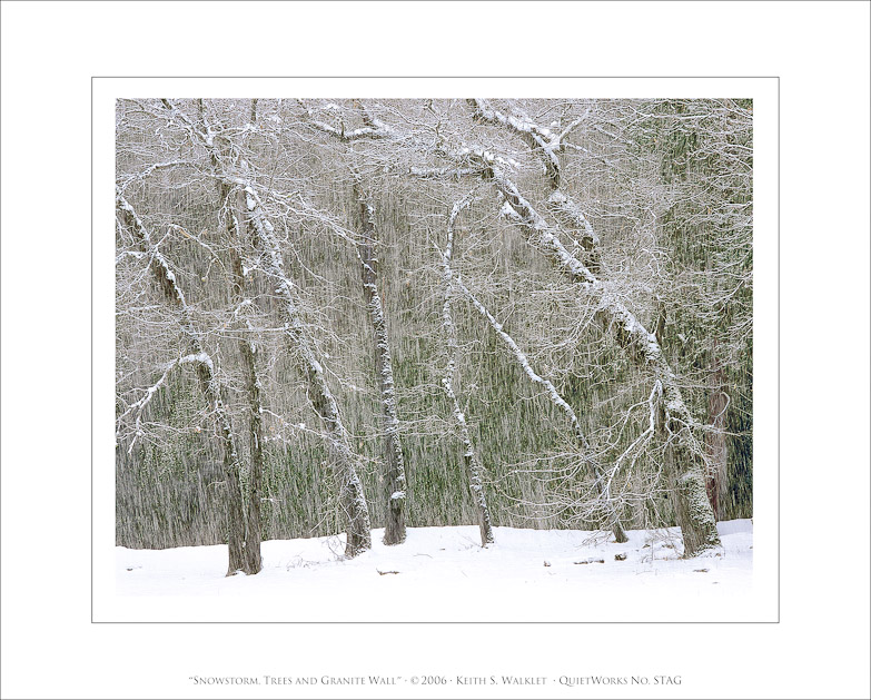 Snowstorm, Trees and Granite Wall, 2006