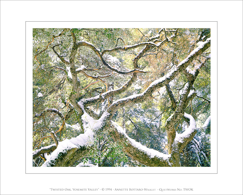 Twisted Oak, Yosemite Valley, 1994