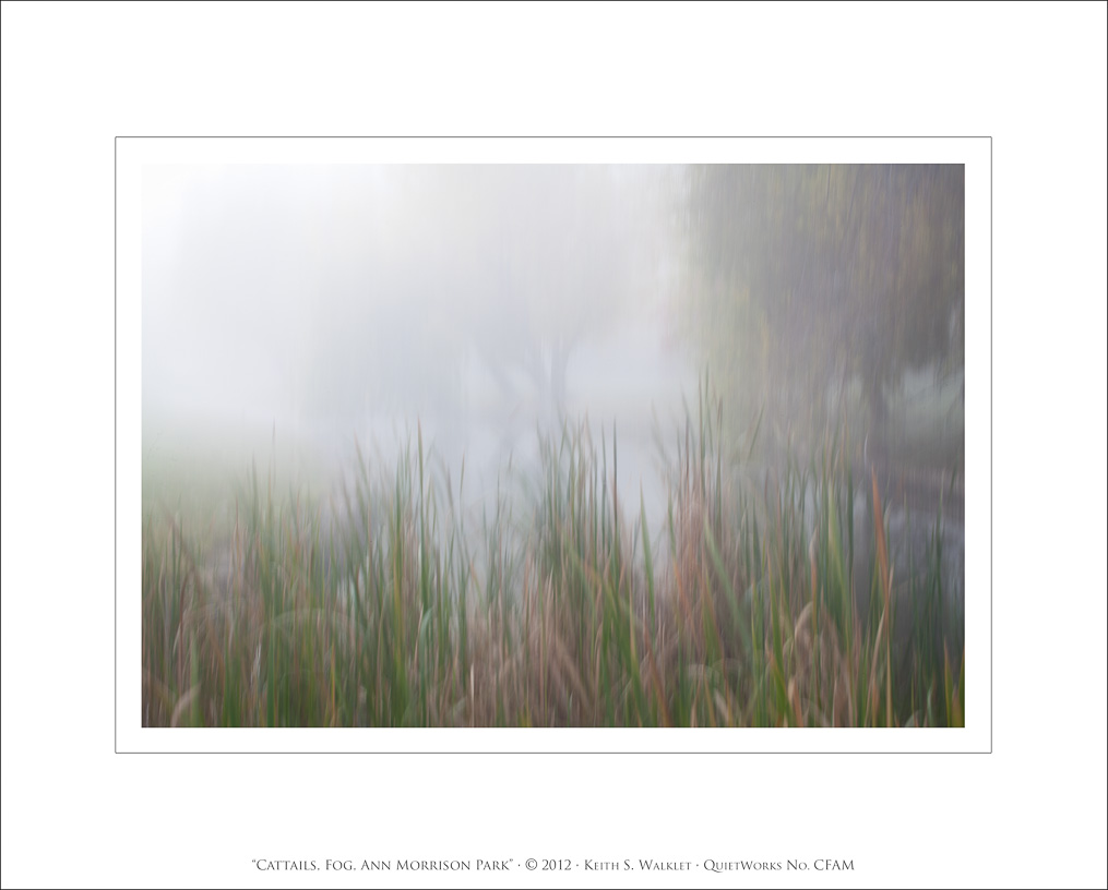 Cattails, Fog, Ann Morrison Park, 2012