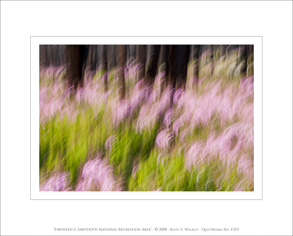 Fireweed-2, Sawtooth National Recreation Area, 2008
