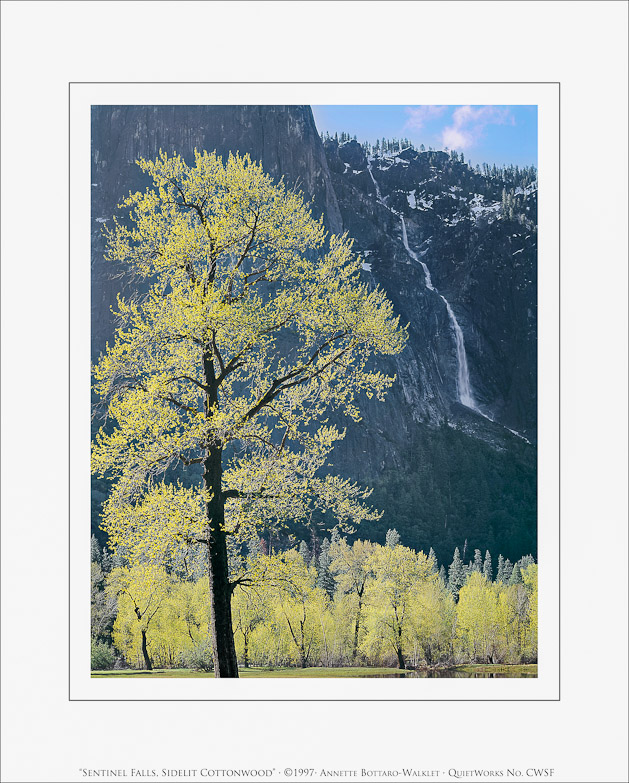 Sentinel Falls, Sidelit Cotonwood, 1997