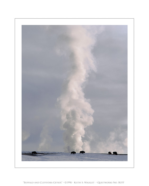 Buffalo and Clepsydra Geyser, 1998