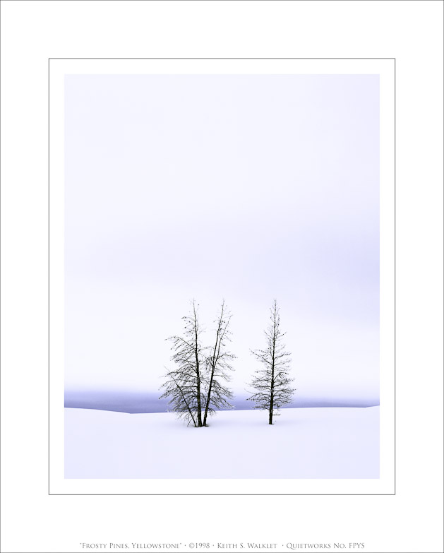 Frosty Pines, Yellowstone, 1998