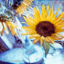 2400img488_1212iphoto_6x6