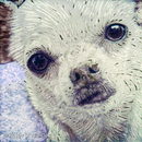 LBRD_2_1212_SHUPiphoto_6x6